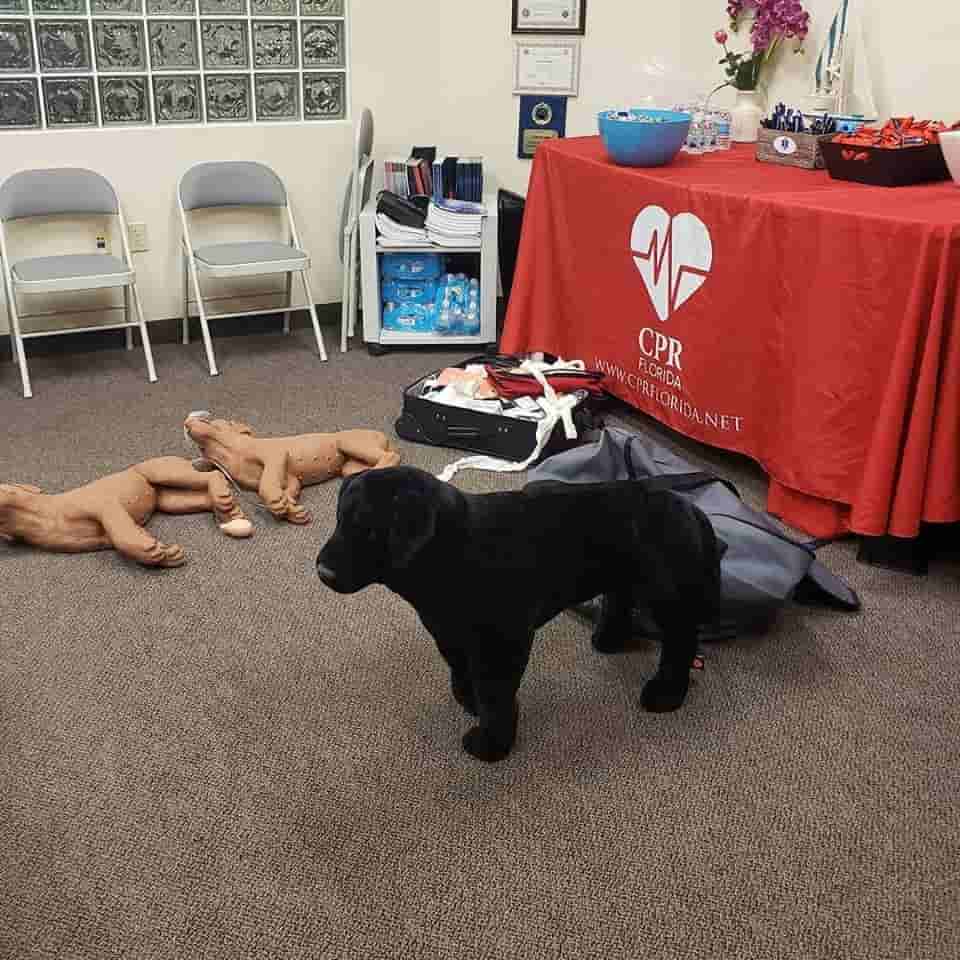 dog cpr manikins